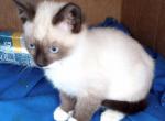 Sealpoint Snowshoe Boy2 - Snowshoe Cat For Sale - Walterboro&comma; SC&comma; US