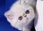 Bonnie - Exotic Cat For Sale - Pembroke Pines&comma; FL&comma; US