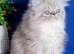 Barbie - Persian Cat For Sale - Pembroke Pines&comma; FL&comma; US