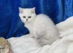 Vick - British Shorthair Kitten For Sale - Phoenix&comma; AZ&comma; US