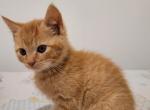 Orange female kitten - Domestic Cat For Sale - Becket&comma; MA&comma; US
