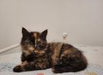Fluffy black and orange - Domestic Cat For Sale - Becket&comma; MA&comma; US