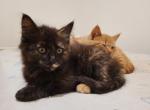 Fluffy - Domestic Cat For Sale - Becket&comma; MA&comma; US