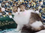 Black brown tabby bicolor Scottish Fold longhair - Scottish Fold Cat For Sale - Spokane&comma; WA&comma; US