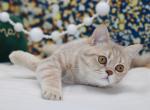 Lilac golden Scottish straight boy - Scottish Straight Cat For Sale - Spokane&comma; WA&comma; US