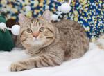 Chocolate spotted Highland Straight boy - Scottish Straight Cat For Sale - Spokane&comma; WA&comma; US