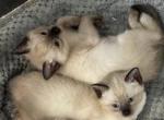 Whisker girls - Manx Cat For Sale - Bryan&comma; TX&comma; US