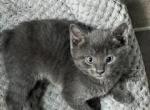 Whisker Grey Boy - Manx Cat For Sale - Bryan&comma; TX&comma; US