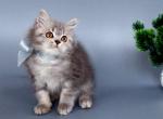 Xenon Longhair - British Shorthair Cat For Sale - Grayslake&comma; IL&comma; US