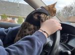 Bengal kitten - Bengal Cat For Sale - Haverstraw&comma; NY&comma; US
