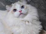 fortune - Ragdoll Cat For Sale - Los Angeles&comma; CA&comma; US