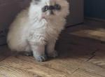 so precious - Persian Cat For Sale - Mora&comma; NM&comma; US