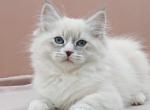 Fabio - Siberian Cat For Sale - Grayslake&comma; IL&comma; US