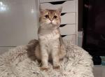 Capitosha - British Shorthair Cat For Sale - San Mateo&comma; CA&comma; US