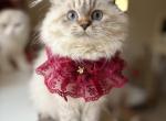 Marta - Scottish Straight Cat For Sale - Hollywood&comma; FL&comma; US