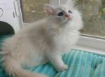Ofelia - Siberian Cat For Sale - Miami&comma; FL&comma; US