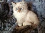 Stive - Siberian Cat For Sale - Miami&comma; FL&comma; US
