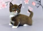 Deizi - Munchkin Cat For Sale - Pembroke Pines&comma; FL&comma; US