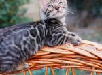 Lexus - Bengal Cat For Sale - Hollywood&comma; FL&comma; US