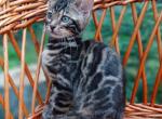 Louise - Bengal Cat For Sale - Hollywood&comma; FL&comma; US