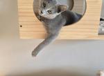 Aphrodite - Russian Blue Cat For Sale - Hollywood&comma; FL&comma; US