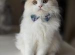 Ray - Scottish Fold Cat For Sale - Norwalk&comma; CT&comma; US