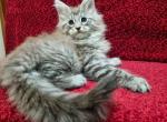 Blue Lagoon - Maine Coon Cat For Sale - Hollywood&comma; FL&comma; US
