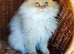 Bandit - British Shorthair Cat For Sale - Hollywood&comma; FL&comma; US