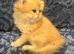 Leo - British Shorthair Cat For Sale - Renton&comma; WA&comma; US
