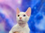 Flock  Available NOW in Abington - Sphynx Cat For Sale - Abington&comma; PA&comma; US