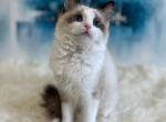 Inga - Ragdoll Cat For Sale - Pembroke Pines&comma; FL&comma; US