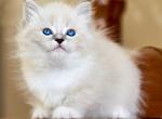 Lulu - Siberian Cat For Sale - Miami&comma; FL&comma; US