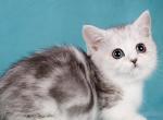 Lady Night - Munchkin Cat For Sale - Pembroke Pines&comma; FL&comma; US