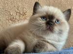 Fiord - British Shorthair Cat For Sale - Norwalk&comma; CT&comma; US