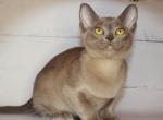 Sansa - Burmese Cat For Sale - Miami&comma; FL&comma; US