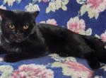 Scottish Straight - Scottish Straight Cat For Sale - Copperas Cove&comma; TX&comma; US