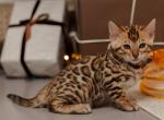 Dylan - Bengal Cat For Sale - Hollywood&comma; FL&comma; US