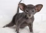 Crocus - Oriental Cat For Sale - Pembroke Pines&comma; FL&comma; US