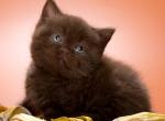 Adiel - British Shorthair Cat For Sale - Norwalk&comma; CT&comma; US