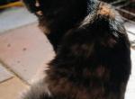 Sunkissed Poly - Maine Coon Cat For Sale - New Laguna&comma; NM&comma; US