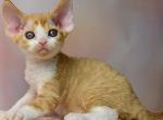 Quest - Devon Rex Cat For Sale - Norwalk&comma; CT&comma; US