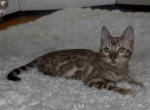 Oscar - Bengal Cat For Sale - Norwalk&comma; CT&comma; US