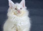 Valensia - Maine Coon Cat For Sale - Hollywood&comma; FL&comma; US