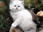 Ingrid - Siberian Cat For Sale - Miami&comma; FL&comma; US