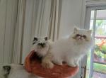 Himalayan Kittens - Himalayan Cat For Sale - Satellite Beach&comma; FL&comma; US