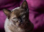Nike - Burmese Cat For Sale - Miami&comma; FL&comma; US