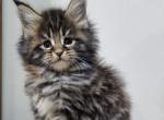 Camilla - Maine Coon Cat For Sale - Hollywood&comma; FL&comma; US
