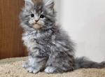 Celine - Maine Coon Cat For Sale - Miami&comma; FL&comma; US