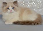 Zima - Ragdoll Cat For Sale - Pembroke Pines&comma; FL&comma; US