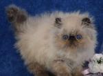 Gloria - Persian Cat For Sale - Pembroke Pines&comma; FL&comma; US